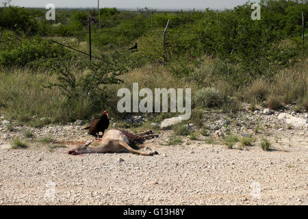 A turkey vulture stands over the carcass of a white tail deer, recent road kill, in the Lake Amistad Recreation Area. Stock Photo
