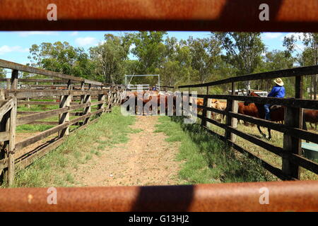 Cattle enter a yard at the Eidsvold Saleyards in Queensland, Australia. Stock Photo