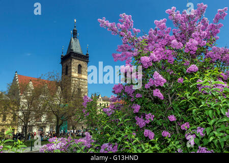 Blooming lilac on Charles Square, Prague, Czech Republic Stock Photo