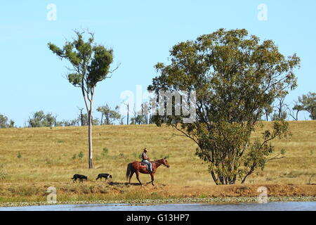 A drover rides his horse while his two dogs walk alongside a dam on 'Eidsvold Station' near Eidsvold, Queensland, Australia duri Stock Photo
