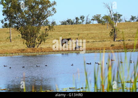 A drover and his two dogs walk alongside a dam on 'Eidsvold Station' near Eidsvold, Queensland, Australia during a cattle drive. Stock Photo