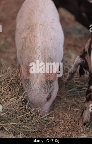 Pink pig known as a Gottingen minipig eats hay in a barnyard alongside goats and sheep. Stock Photo