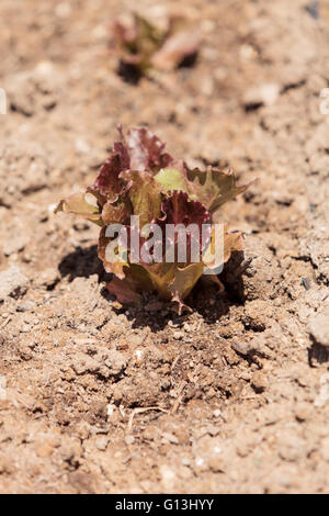 Fresh red leaf lettuce grows on a small organic farm in Southern California Stock Photo