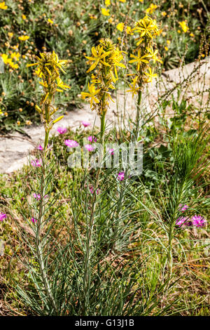 Asphodeline lutea Stock Photo