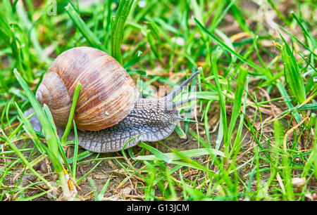 snail in the garden on the grass Stock Photo