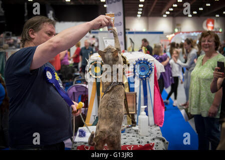 Female tabby cat performing tricks for treats at The National Pet Show at the Excel Centre 7th May 2016 in London, UK Stock Photo