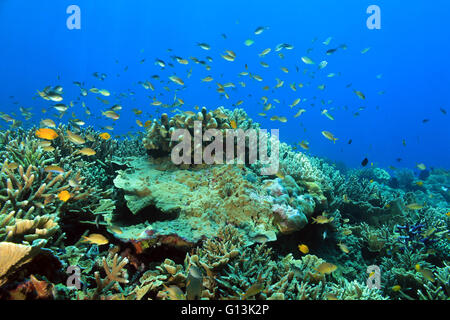 Colorful Coral Reef against Blue Water. Fam, Raja Ampat, Indonesia Stock Photo