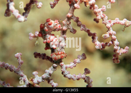 Bargibant’s Pygmy Seahorse (Hippocampus Bargibanti) in a Fan Coral. Dampier Strait, Raja Ampat, Indonesia Stock Photo