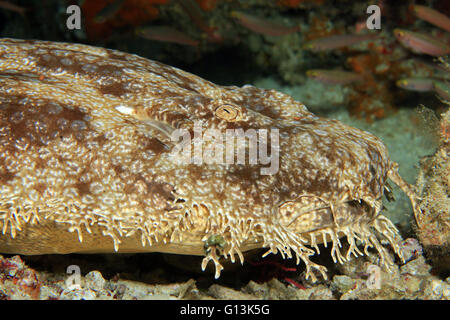 Close-up of a Tasselled Wobbegong (Eucrossorhinus Dasypogon). Dampier Strait, Raja Ampat, Indonesia Stock Photo