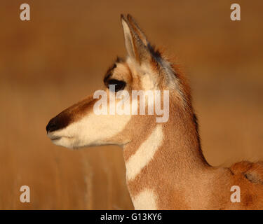 Pronghorn Antelope in late winter. Stock Photo