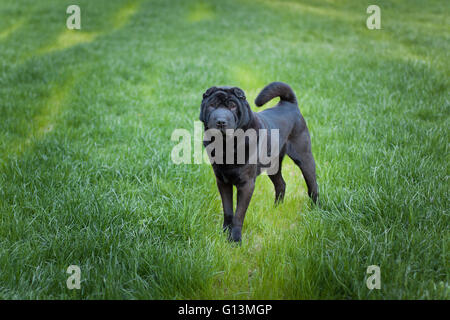 Beautiful old sharpei dog Stock Photo