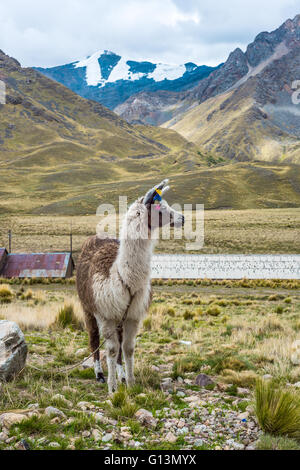 Alpaca in the tourist spot of Sacred Valley on the road from Cuzco, Peru Stock Photo