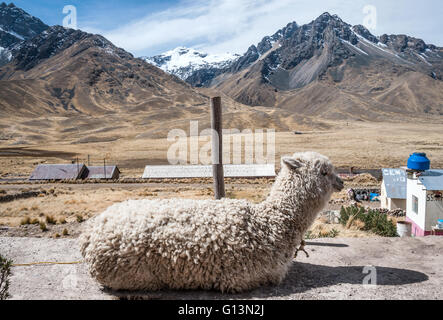 Alpaca in the tourist spot of Sacred Valley on the road from Cuzco, Peru Stock Photo