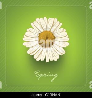 Hand drawn daisy flower Stock Vector Image & Art - Alamy