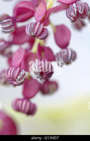A close up image of a Chocolate Vine plant (Akebia Quinata) Stock Photo