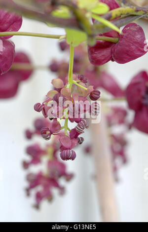 A close up image of a Chocolate Vine plant (Akebia Quinata) Stock Photo