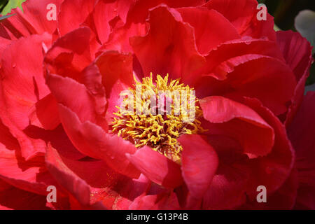 Paeonia suffruticosa. Tree peony flower detail. The Moutan or Chinese tree peony is a species of peony native to China. Stock Photo