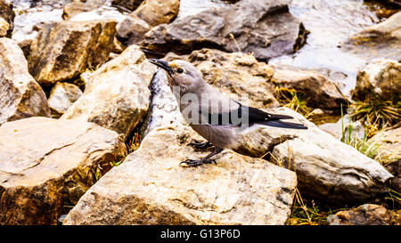 Clark's Nutcracker in the High Alpine in the Rocky Mountains at the Teahouse near the Plain of Six Glaciers at Lake Louise in Alberta, Canada Stock Photo