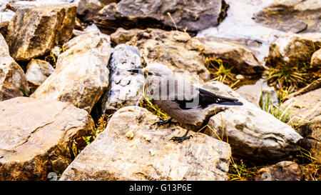 Clark's Nutcracker in the High Alpine in the Rocky Mountains at the Teahouse near the Plain of Six Glaciers at Lake Louise in Alberta, Canada Stock Photo