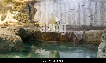 Couple of Polar Bear (Also known as Thalarctos Maritimus or Ursus Maritimus) resting  over ice Stock Photo