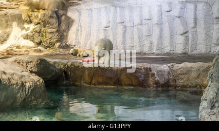 Couple of Polar Bear (Also known as Thalarctos Maritimus or Ursus Maritimus) resting  over ice Stock Photo