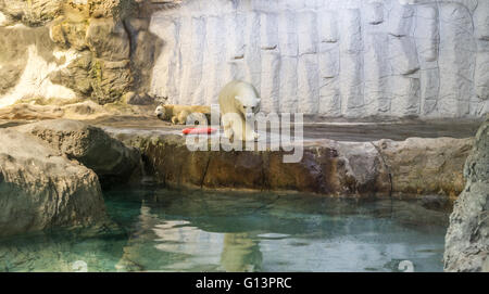 Couple of Polar Bear (Also known as Thalarctos Maritimus or Ursus Maritimus) resting  over ice Stock Photo