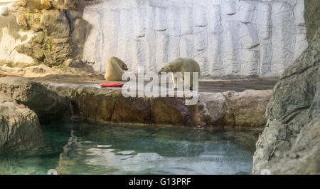 Couple of Polar Bear (Also known as Thalarctos Maritimus or Ursus Maritimus) resting  over ice Stock Photo