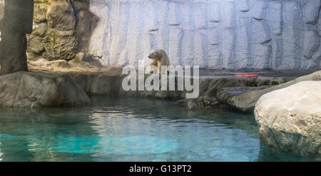 Couple of Polar Bear (Also known as Thalarctos Maritimus or Ursus Maritimus) resting  over ice Stock Photo