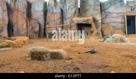 Australian kangaroos standing on the ground at the Aquarium of Sao Paulo Stock Photo