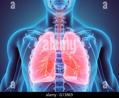 3D illustration of Lungs - Part of Human Organic. Stock Photo