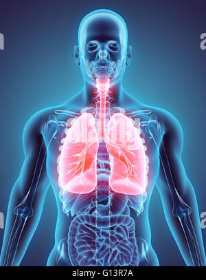 3D illustration of Lungs - Part of Human Organic. Stock Photo