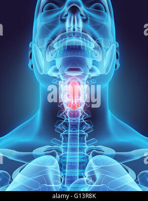 3D illustration of Epiglottis - Part of Human Organic. Stock Photo