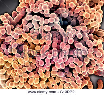 Scanning Electron Micrograph (sem) Of Enterococcus Faecalis (formerly ...