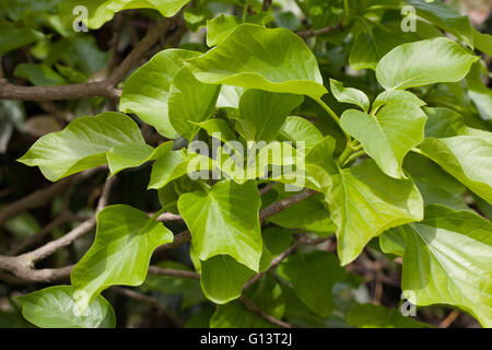 Schizophragma hydrangeoides Stock Photo