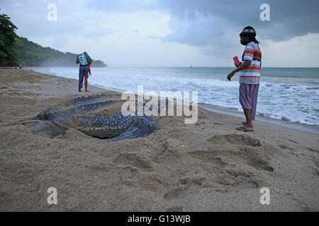 Leatherback Turtle (Dermochelys coriacea) Stock Photo