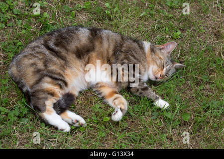 Domestic Tabby Cat Portrait of single adult resting on grass in garden. Wocestershire, UK Stock Photo
