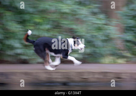 Border Collie, blurred motion of single adult running in park. London, UK. Stock Photo