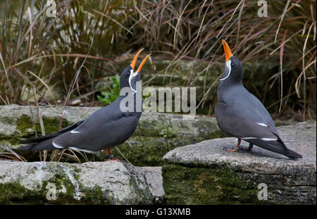 Pair of Inca Terns (larosterna inca) displaying in courtship ritual Stock Photo