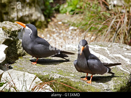 Pair of Inca Terns (larosterna inca) Stock Photo