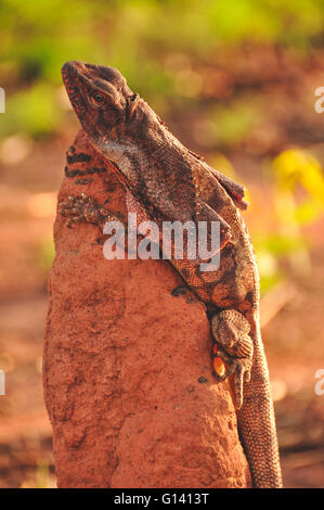 Frill necked lizard in the Kimberley, Western Australia Stock Photo