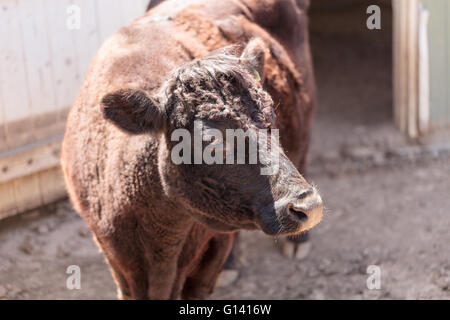 Found in Ireland, the Dexter cow Bos taurus is a rare breed and is considered miniature cattle. Stock Photo