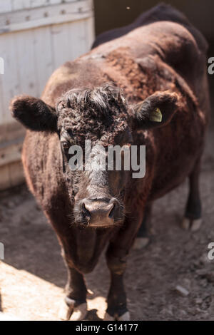 Found in Ireland, the Dexter cow Bos taurus is a rare breed and is considered miniature cattle. Stock Photo