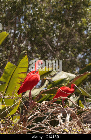 Scarlet ibis, Eudocimus ruber, is a bright pink bird found in the Caribbean and South America in rivers, marshes and streams. Stock Photo