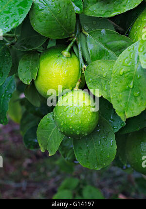 Ripening lemons hanging on a branch after the rain. Stock Photo