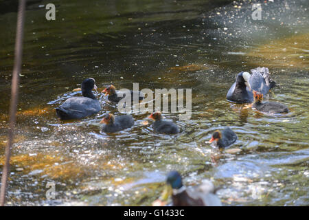 St James's Park, London, UK. 8th May, 2016. Coots feeding their young. Hot and sunny in London as people enjoy St James's Park in the sun. Credit:  Matthew Chattle/Alamy Live News Stock Photo
