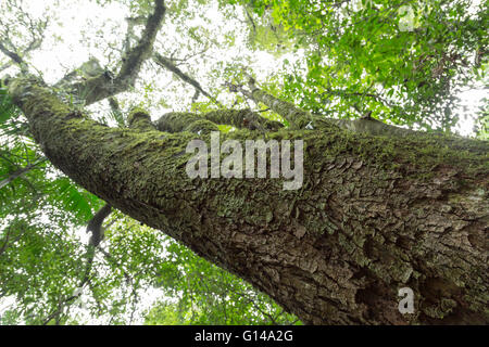 Sao Paulo, Brazil. 8th May, 2016. Acoita cavalo (Luehea divaricata) tree trunk is seen during this cloudy day in Cantareira State Park (Portuguese: Parque Estadual da Cantareira) in Sao Paulo, Brazil. Credit:  Andre M. Chang/ARDUOPRESS/Alamy Live News Stock Photo