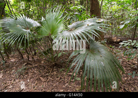 Sao Paulo, Brazil. 8th May, 2016. Palmeira de Leque, Chinese fan palm or fountain palm (Livistona chinensis), subtropical palm is seen during this cloudy day in Cantareira State Park (Portuguese: Parque Estadual da Cantareira) in Sao Paulo, Brazil. Credit:  Andre M. Chang/ARDUOPRESS/Alamy Live News Stock Photo