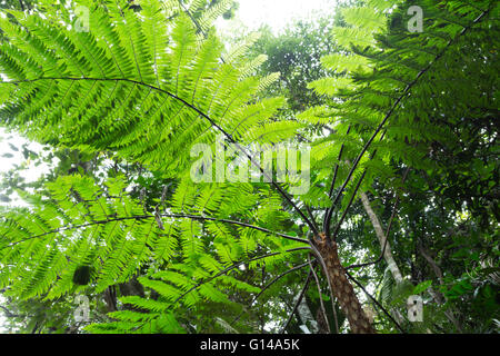 Sao Paulo, Brazil. 8th May, 2016. Xaxim or samambaiaçu (Dicksonia sellowiana) an arborescent fern is seen during this cloudy day in Cantareira State Park (Portuguese: Parque Estadual da Cantareira) in Sao Paulo, Brazil. Credit:  Andre M. Chang/ARDUOPRESS/Alamy Live News Stock Photo