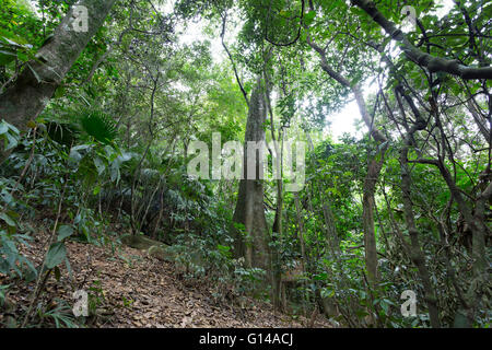 Sao Paulo, Brazil. 8th May, 2016. Fig, Figueira (Ficus insipida) a tropical tree is seen during this cloudy day in Cantareira State Park (Portuguese: Parque Estadual da Cantareira) in Sao Paulo, Brazil. Credit:  Andre M. Chang/ARDUOPRESS/Alamy Live News Stock Photo