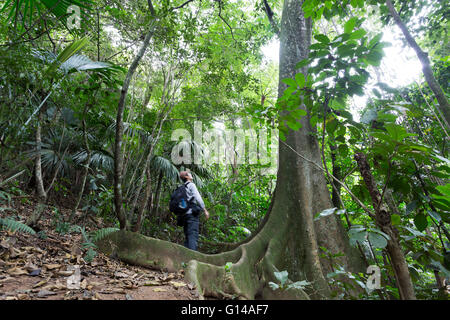 Sao Paulo, Brazil. 8th May, 2016. Man looking at big Ficus insipida, is seen during this cloudy day in Cantareira State Park (Portuguese: Parque Estadual da Cantareira) in Sao Paulo, Brazil. Credit:  Andre M. Chang/ARDUOPRESS/Alamy Live News Stock Photo